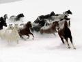 Beautiful Wild Horses Running Free in Snow