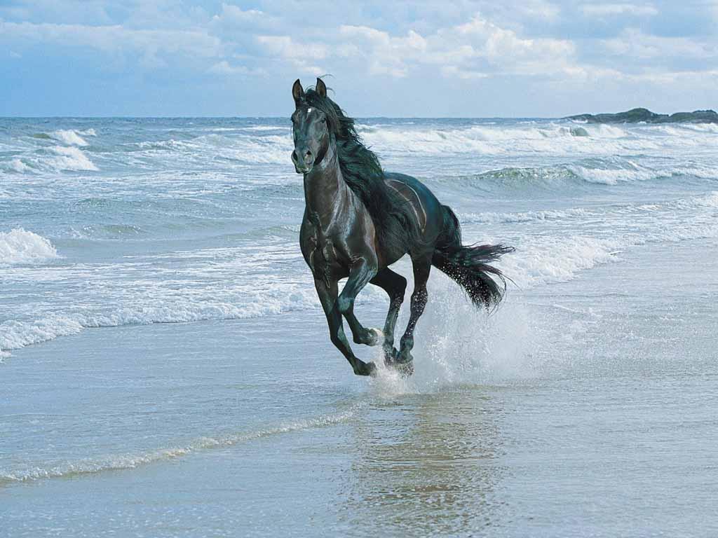 Horse on Beach