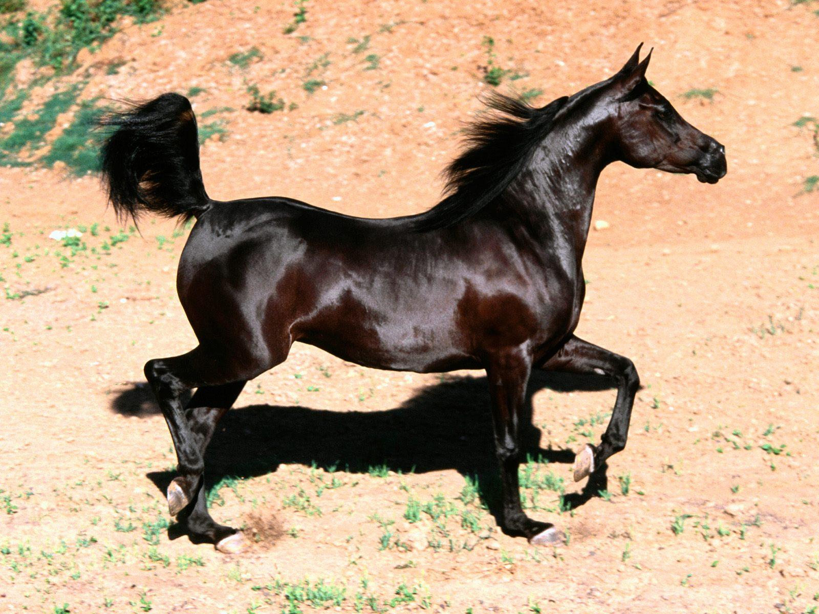 Magic Black Arabian Horse