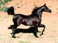 Magic Black Arabian Horse