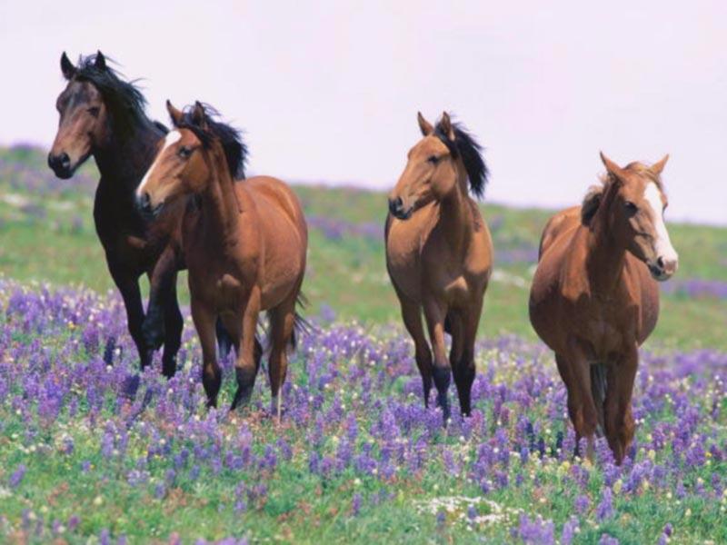 Springtime Horses
