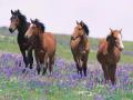 Springtime Horses