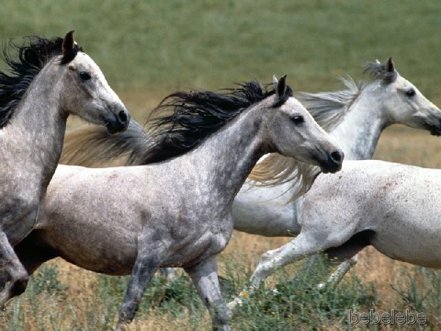 Grey Arabian horses running