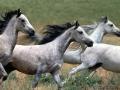 Grey Arabian horses running