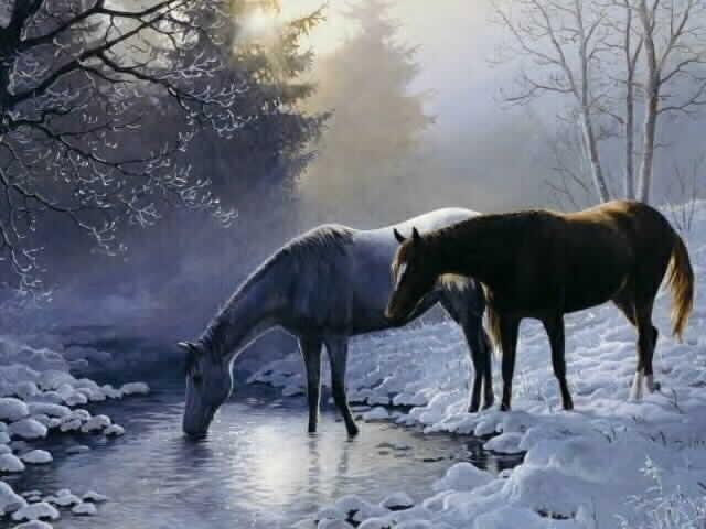 Horses snowy creek
