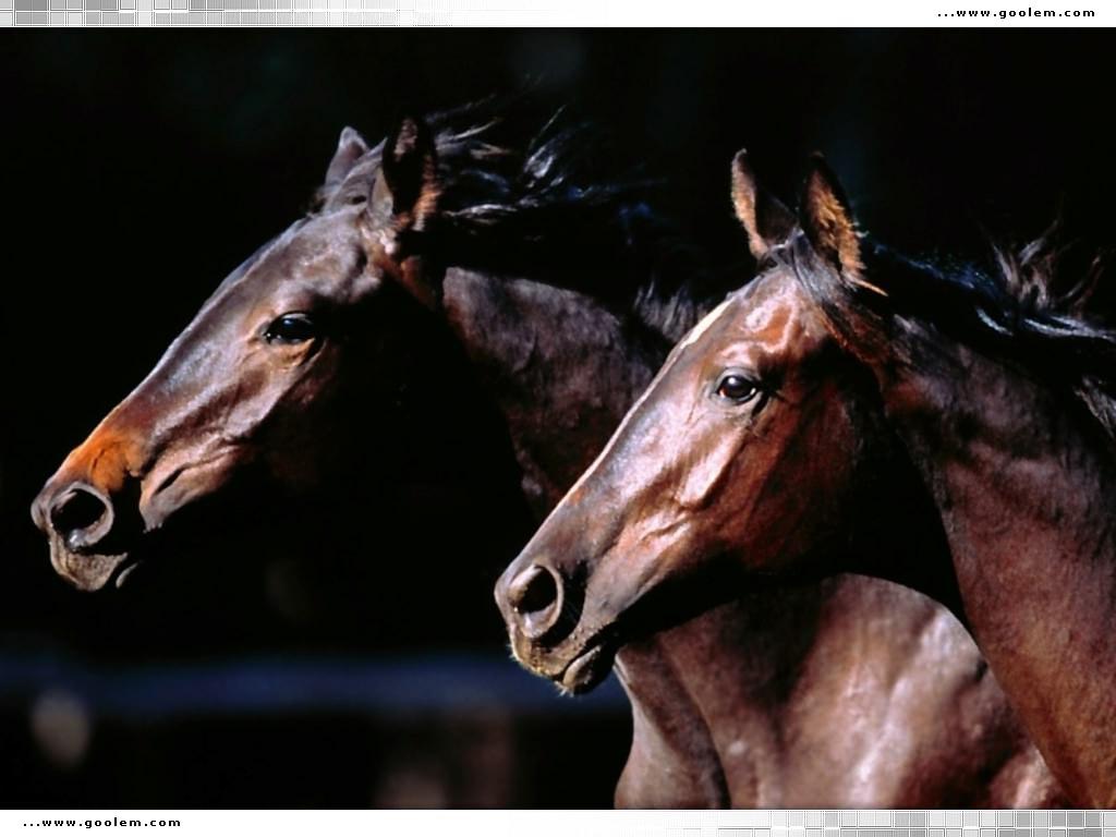 True born horse racers