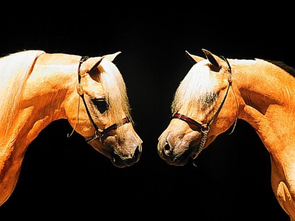 Horse Twins