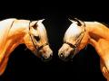 Horse Twins