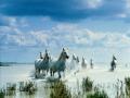 Beach horses