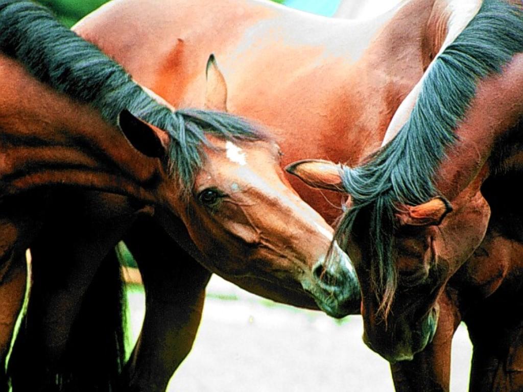 horse friends