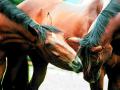 horse friends