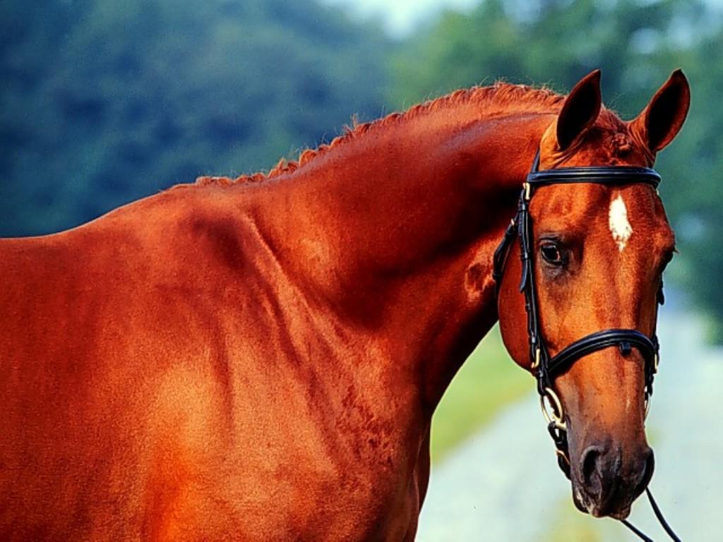 The Hunt Horse