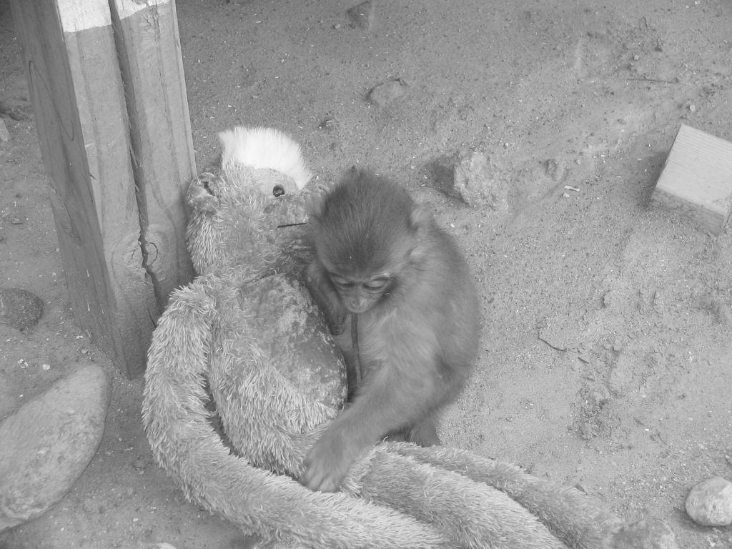 Monkey