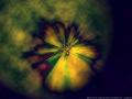 GraphicXperiment 278