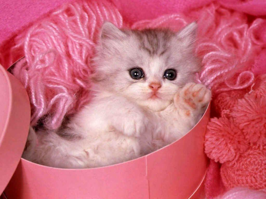 Kitty