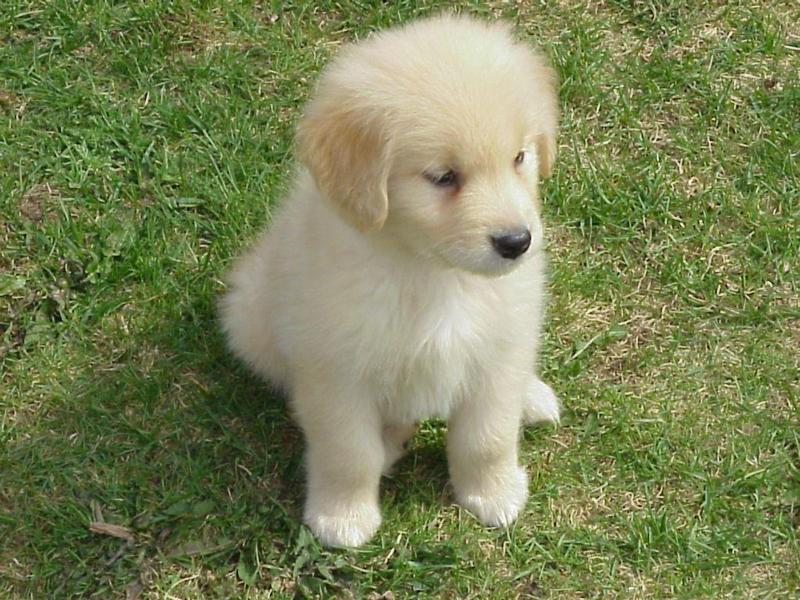 Puppy