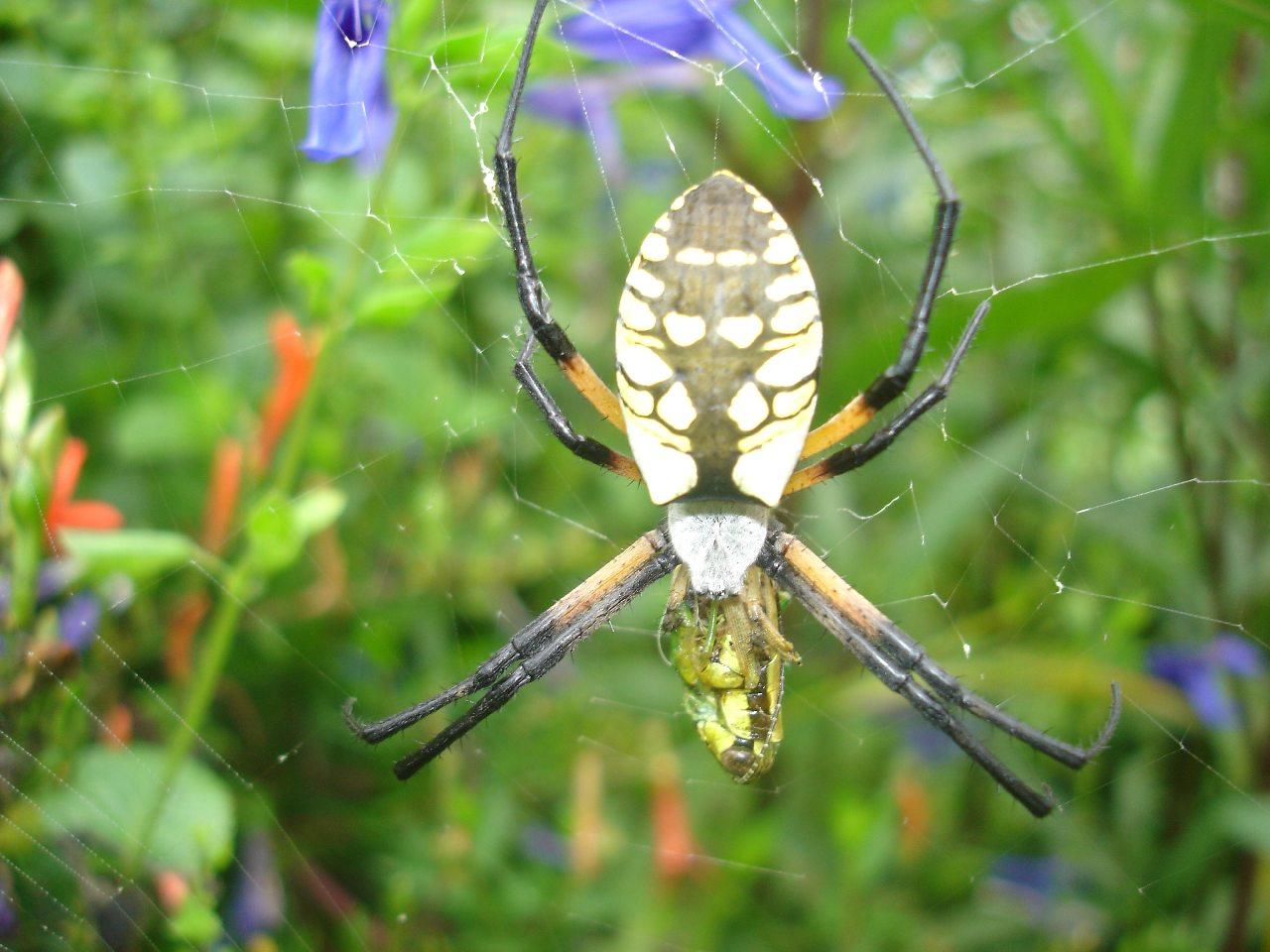 Spider