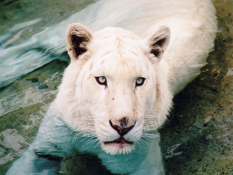 White Tiger