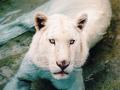 White Tiger