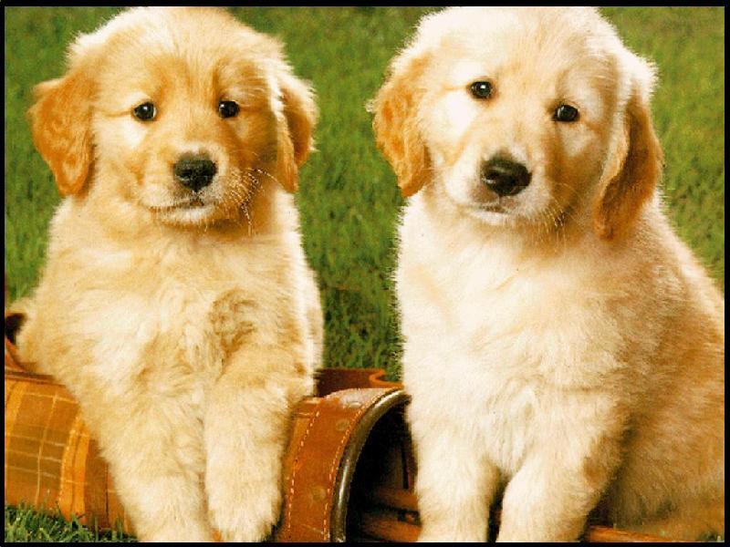 Puppies