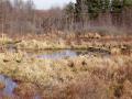 Marsh