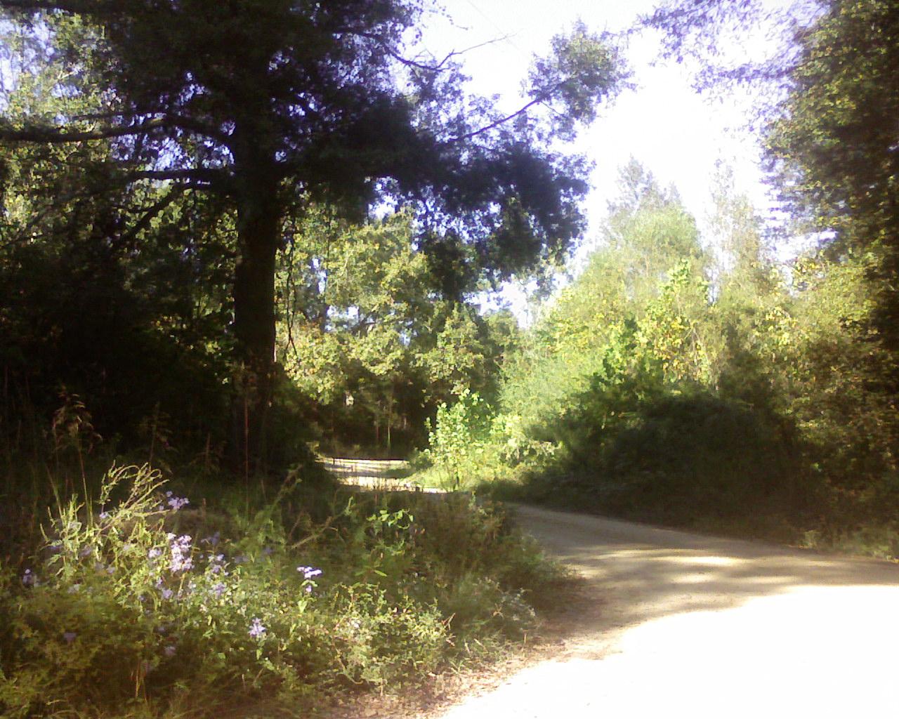 shire