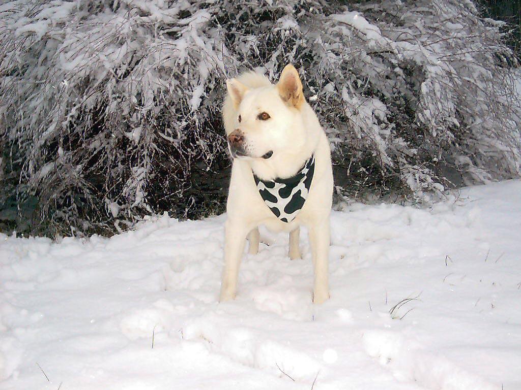 Shadow snow