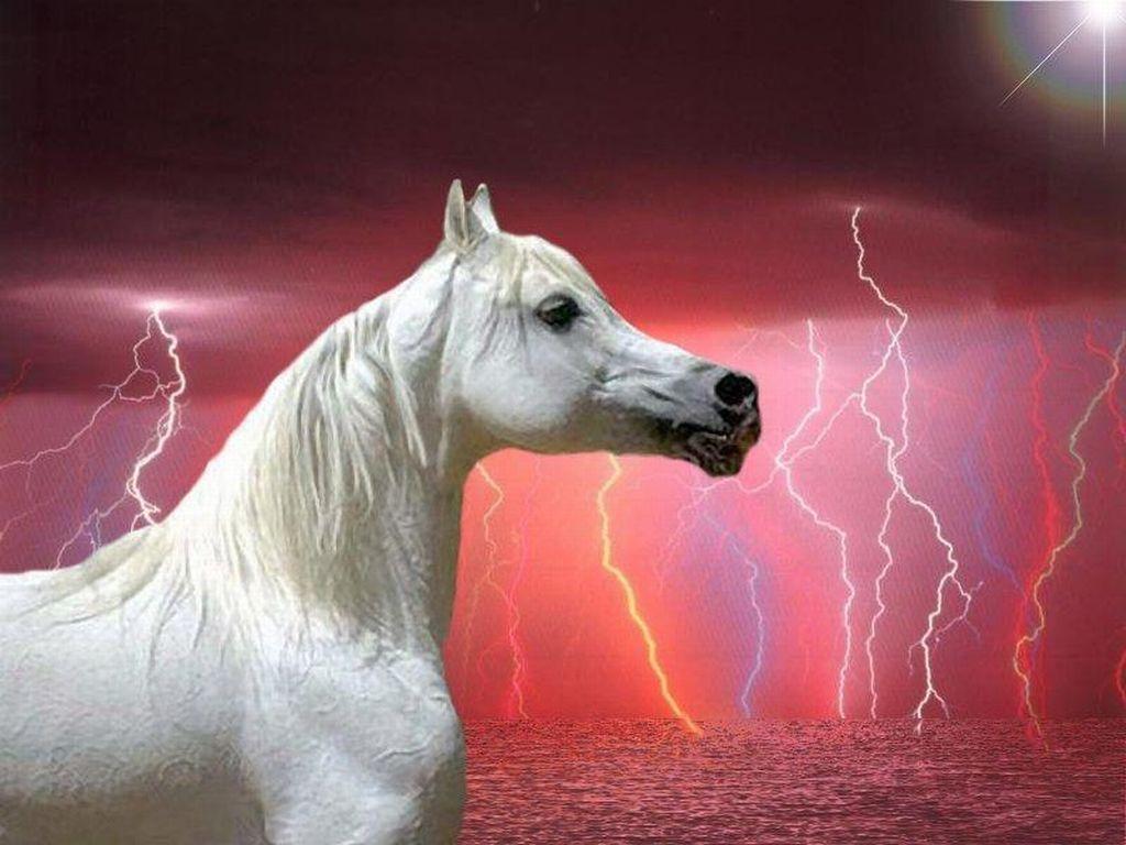 Grey Arabian