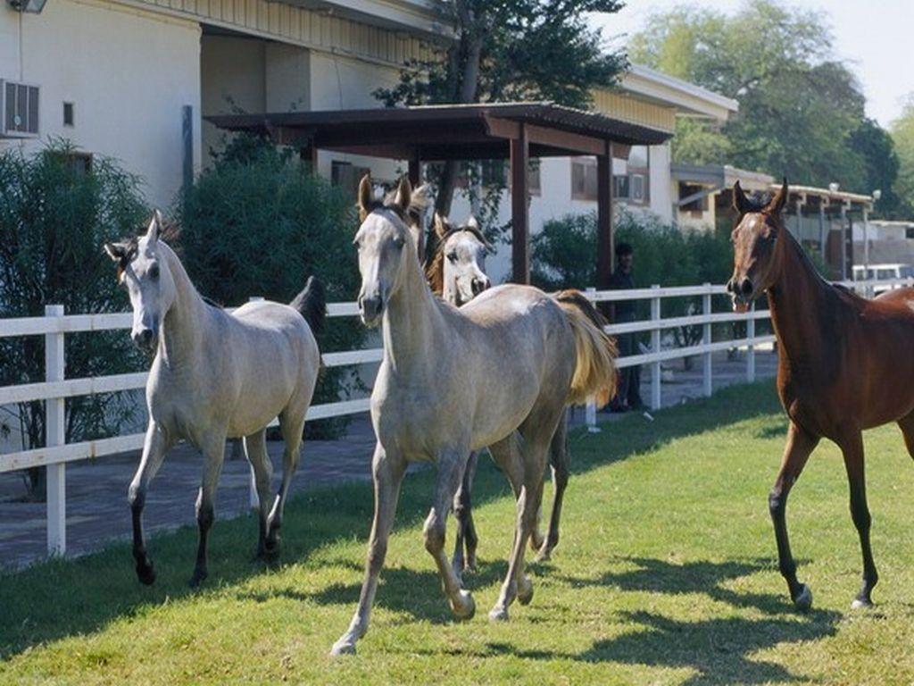 Arabian Yearlings at play