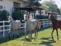 Arabian Yearlings at play