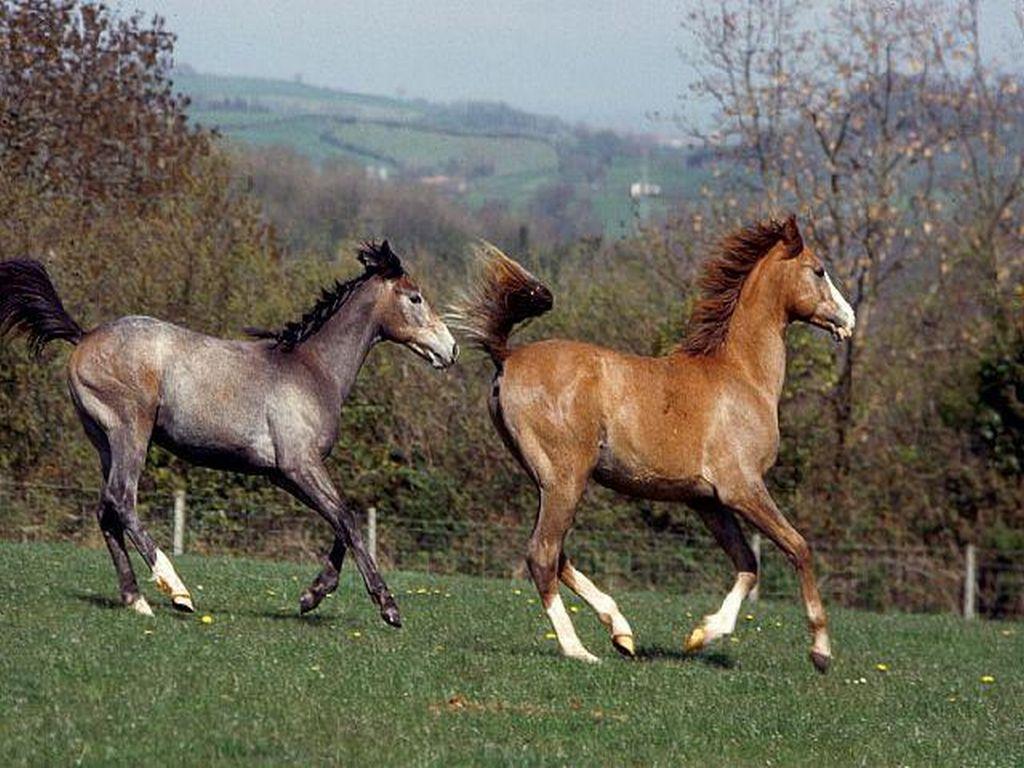 Arabian yearlings galloping