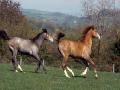 Arabian yearlings galloping