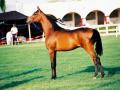 A beautiful bay Arabian