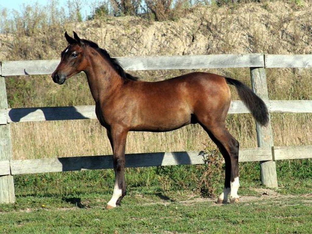 A beautiful bay Arabian foal