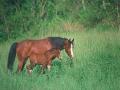 A gorgeous bay Arabian mare and foal