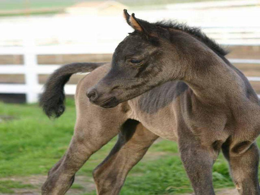 A gorgeous black Arabian foal