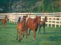 A beautiful group of Arabians galloping