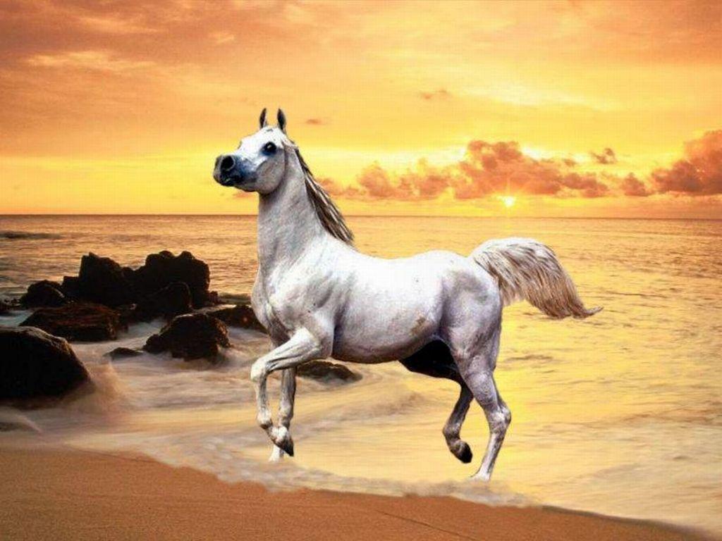 A grey Arabian on the beach