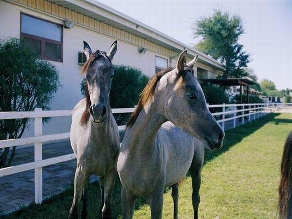 Beautiful rose grey Arabian yearlings