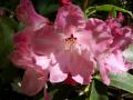 Pink Rhodendron