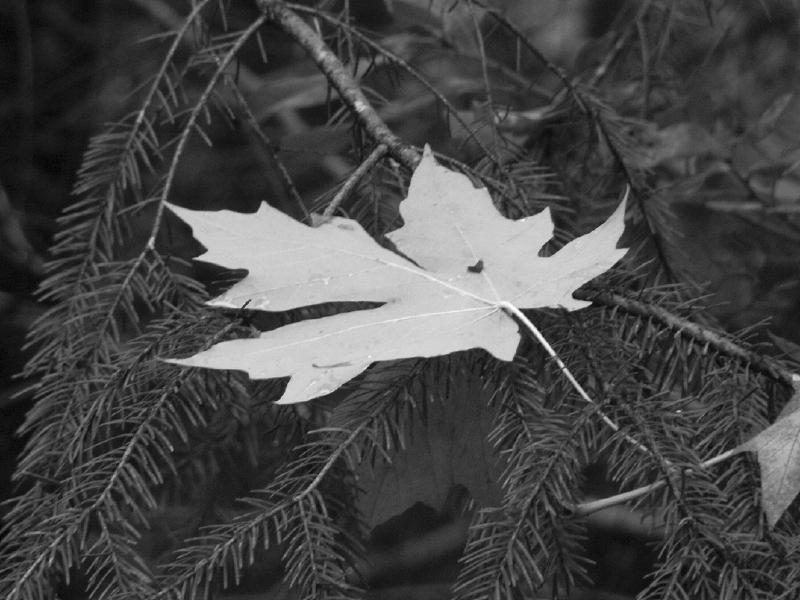 maple