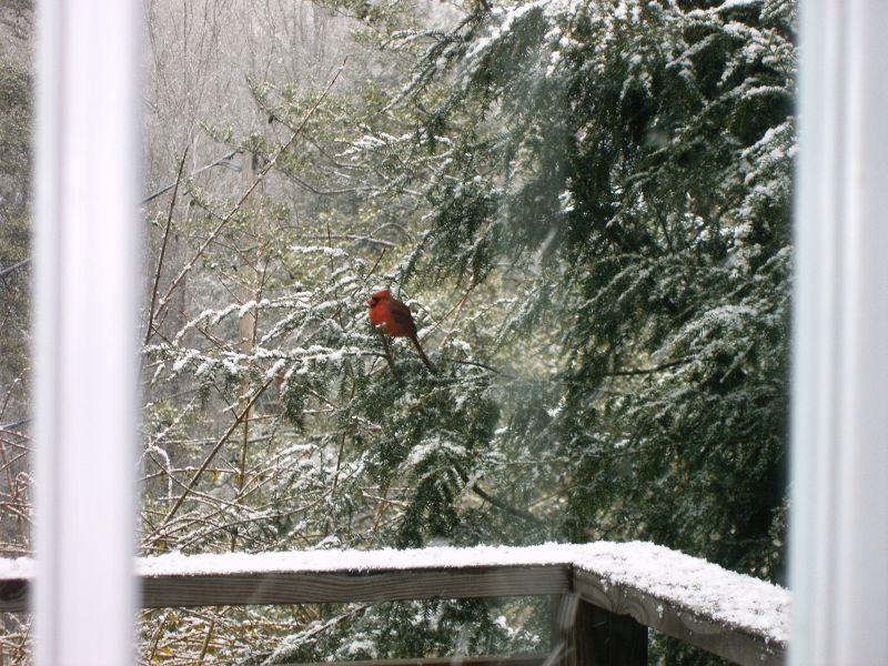 VIEW FROM THE KITCHEN WINDOW