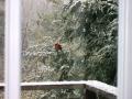 VIEW FROM THE KITCHEN WINDOW