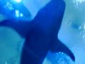 sharky
