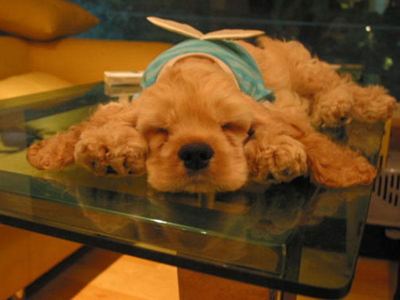 Sleeping Puppy
