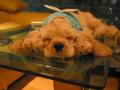 Sleeping Puppy