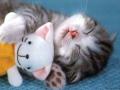 Sleeping kitten