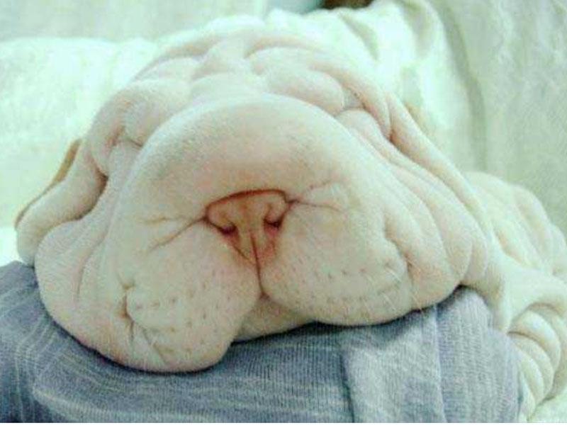 Sleeping .. dog?