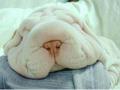 Sleeping .. dog?