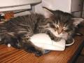 Sleeping kitten